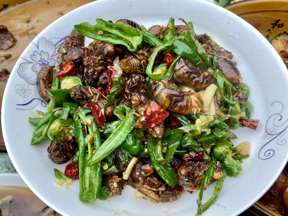 IAEA research project to develop hazard detection for edible insects
