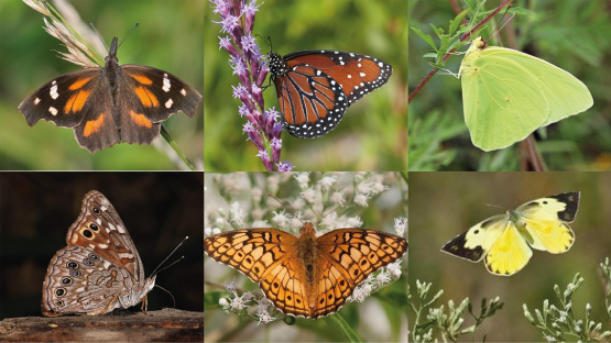 Good news for monarch butterflies? – W&M News